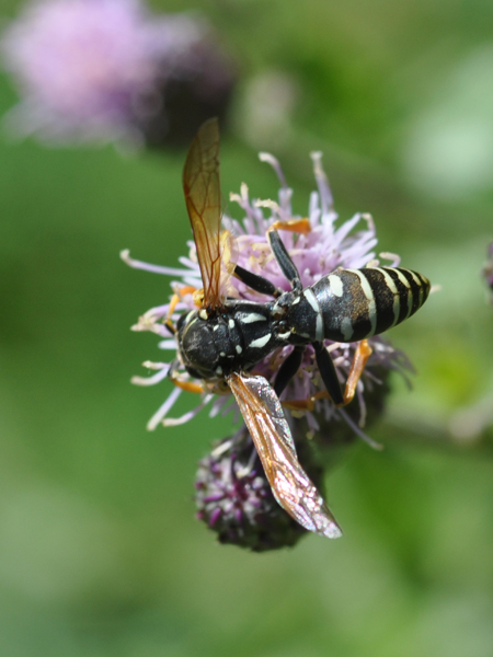 Polistes e Conoopidae